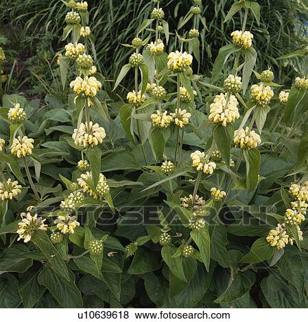 Bird's eye view of a clump of yellow Jerusalem sage View Large Photo Image Stock Photo - Bird's eye view of a clump of yellow Jerusalem sage . Fotosearch