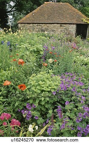 Stock Image - Blue geraniums and red poppies in summer garden border with stone shed in background. Fotosearch