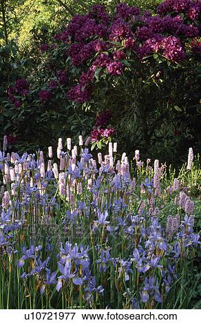 Blue iris and pink persicaria in late spring border with dark pink rhododendron View Large Photo Image Stock Photo - Blue iris and pink persicaria in late spring border with dark pink rhododendron. Fotosearch