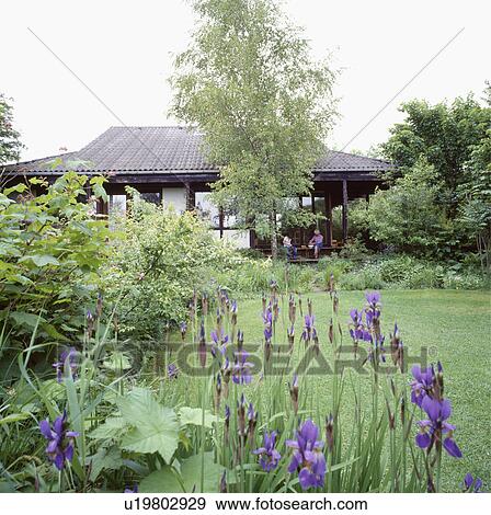 Blue iris in flower border of country garden with lawn and tall willow tree in front of modern house View Large Photo Image Stock Photo - Blue iris in flower border of country garden with lawn and tall willow tree in front of modern house. Fotosearch