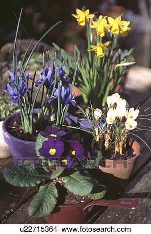 Blue iris "Reticulata" and purple primula with narcissus and white crocus planted in collection of pots View Large Photo Image Picture - Blue iris "Reticulata" and purple primula with narcissus and white crocus planted in collection of pots. Fotosearch