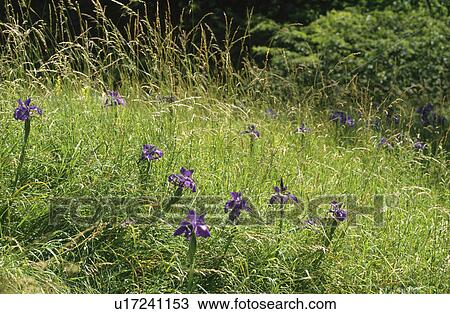 Blue irises growing in long grass View Large Photo Image Stock Image - Blue irises growing in long grass. Fotosearch