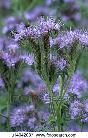 blue, summer, blue, annuals, plants View Large Photo Image Stock Photo - blue, summer, blue, annuals, plants. Fotosearch
