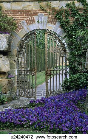 Stock Image - Blue violas in border in walled summer garden with metal gates. Fotosearch