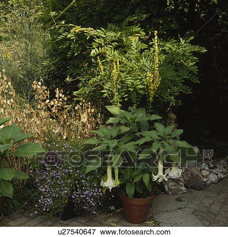 Brugmannsia in pot in summer garden border View Large Photo Image Stock Photo - Brugmannsia in pot in summer garden border. Fotosearch