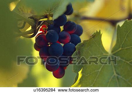 Bunch of pinot noir grapes close-up, Prince Albert Vineyard, Waurn Ponds, Victoria, Australia. View Large Photo Image Picture - Bunch of pinot noir grapes close-up, Prince Albert Vineyard, Waurn Ponds, Victoria, Australia.. Fotosearch