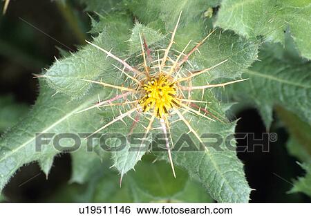 cactus, plants, flower View Large Photo Image Stock Photograph - cactus, plants, flower. Fotosearch