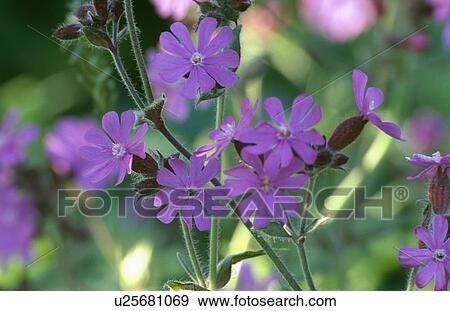 campion, perennial, purple, silene, plants View Large Photo Image Stock Photo - campion, perennial, purple, silene, plants. Fotosearch