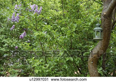 Candle lantern on branch of a tree and lilac tree with purple blossom in the background View Large Photo Image Stock Image - Candle lantern on branch of a tree and lilac tree with purple blossom in the background. Fotosearch