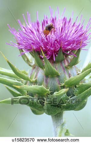 Stock Image - cardoon, purple, perennial, cynara cardunculus, summer, plants. Fotosearch