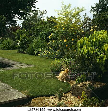 Cat on lawn in large country garden in summer View Large Photo Image Stock Photography - Cat on lawn in large country garden in summer. Fotosearch