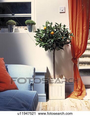 Citrus tree between orange curtain and blue sofa View Large Photo Image Stock Image - Citrus tree between orange curtain and blue sofa. Fotosearch