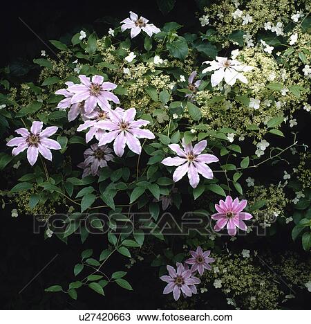 clematis nelly moser, climber, pastel, pink, plants View Large Photo Image Stock Image - clematis nelly moser, climber, pastel, pink, plants. Fotosearch