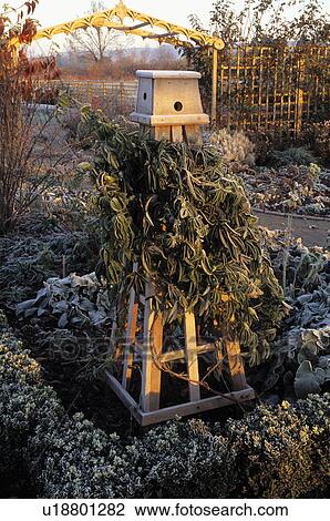 Stock Image - Climber on wooden plant support in country garden in winter. Fotosearch