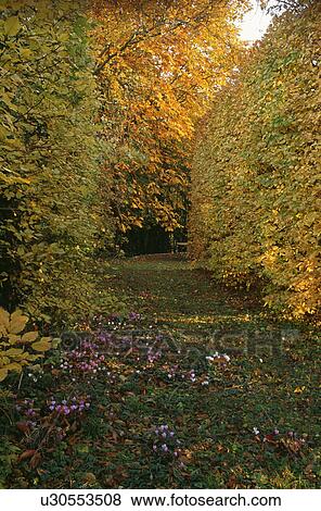 Stock Photo - Clipped beach hedges in large country garden in Autumn. Fotosearch