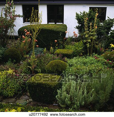 Stock Image - Clipped box shrubs in front garden of white country cottage in summer&#13; &#10;. Fotosearch