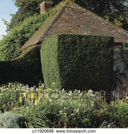 Clipped hedges in large country garden View Large Photo Image Stock Photo - Clipped hedges in large country garden. Fotosearch