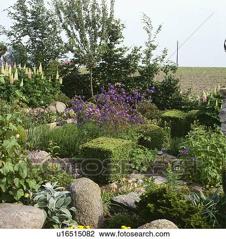Clipped shrubs in small country garden in summer View Large Photo Image Stock Image - Clipped shrubs in small country garden in summer. Fotosearch