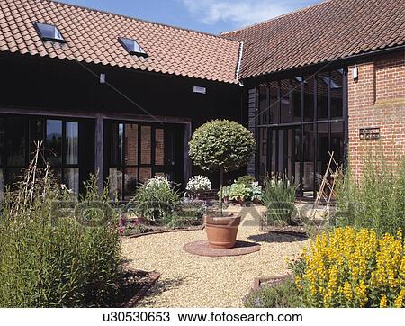 Stock Image - Clipped tree in pot on gravel courtyard in front of barn conversion. Fotosearch