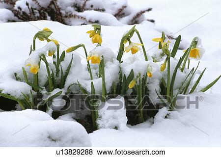 Close-up daffodils in snow View Large Photo Image Stock Photo - Close-up daffodils in snow. Fotosearch