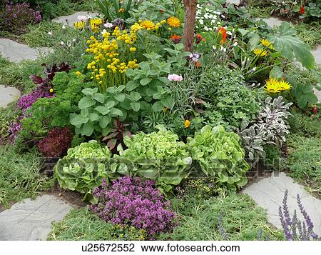 Stock Image - Close-up herbs and salad greens growing with purple thyme and yellow santolina. Fotosearch