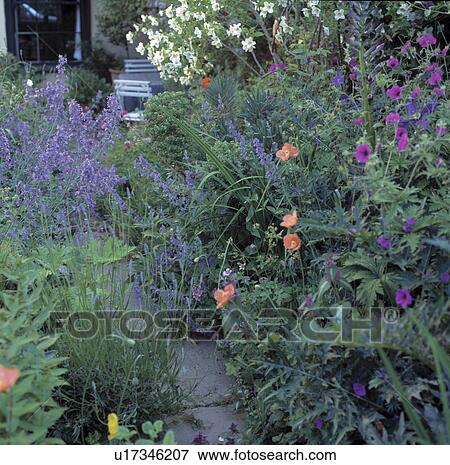 Stock Photo -  Close up of a late spring border with hardy geraniums. lavender, bluebells and orange horned poppies.. Fotosearch