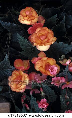 Close up of a tuberous begonia- apricot flushed pink View Large Photo Image Stock Photo - Close up of a tuberous begonia- apricot flushed pink. Fotosearch
