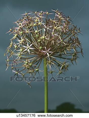 Close-up of Allium Christophii flower View Large Photo Image Stock Photograph - Close-up of Allium Christophii flower. Fotosearch