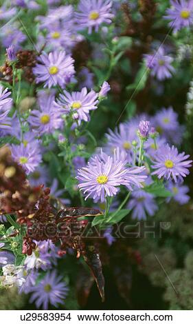 Close-up of aster amellus View Large Photo Image Picture - Close-up of aster amellus. Fotosearch