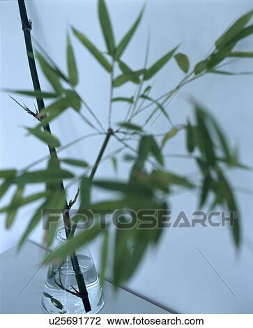 Close-up of bamboo leaves View Large Photo Image Stock Image - Close-up of bamboo leaves. Fotosearch