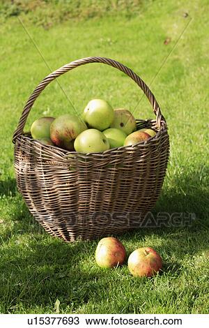 Close up of basket of apples View Large Photo Image Stock Image - Close up of basket of apples. Fotosearch