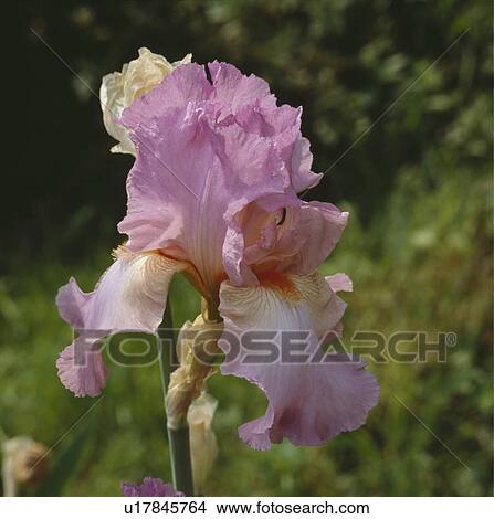 Picture - Close up of bloom of pink bearded iris -'Beverley Sills'. Fotosearch