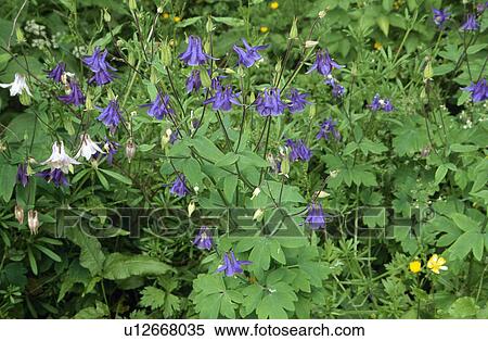 Stock Photography - Close-up of blue aquilegia. Fotosearch