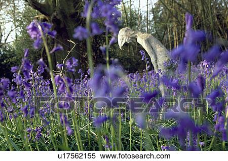 Stock Photography - Close-up of bluebells and small statue. Fotosearch