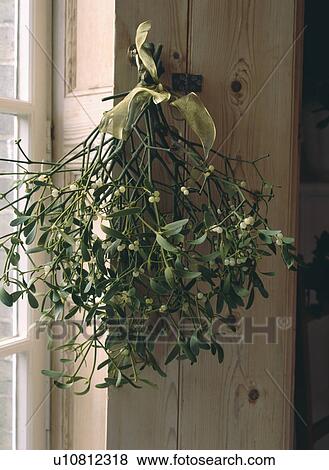 Stock Photo - Close-up of bunch of mistletoe on window frame. Fotosearch