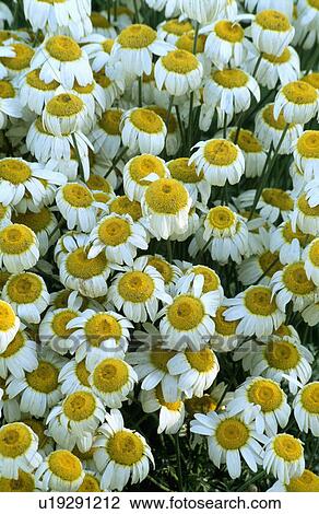 Stock Image - Close-up of chamomile. Fotosearch