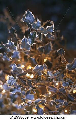 Close-up of Christmas lights on holly branches outside View Large Photo Image Stock Photo - Close-up of Christmas lights on holly branches outside. Fotosearch
