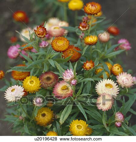 Close up of clump of multicoloured everlasting flowers View Large Photo Image Stock Photo - Close up of clump of multicoloured everlasting flowers . Fotosearch