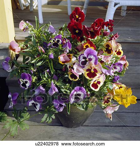 Close-up of colourful violas in pot View Large Photo Image Stock Photo - Close-up of colourful violas in pot. Fotosearch