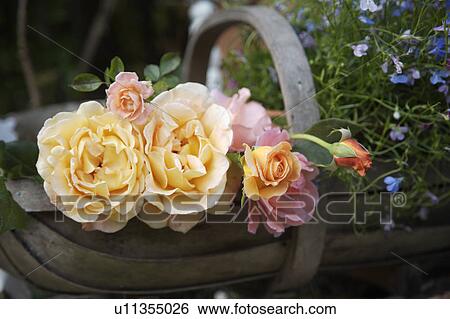 Close-up of cream and pink roses in old wooden trug View Large Photo Image Stock Photograph - Close-up of cream and pink roses in old wooden trug. Fotosearch