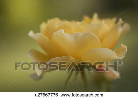 Close-up of cream rose View Large Photo Image Stock Photograph - Close-up of cream rose. Fotosearch