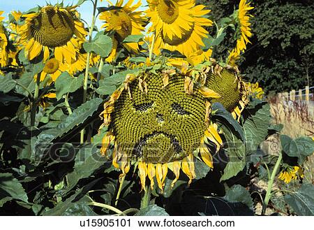 Close-up of cut-out face on yellow sunflower View Large Photo Image Stock Image - Close-up of cut-out face on yellow sunflower. Fotosearch