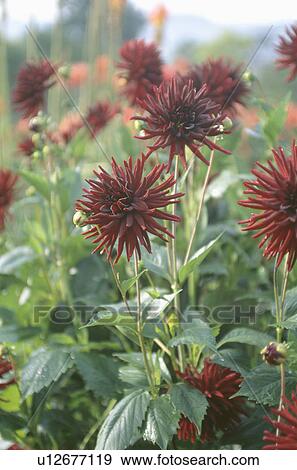 Close up of dark red dahlias View Large Photo Image Stock Photo - Close up of dark red dahlias. Fotosearch