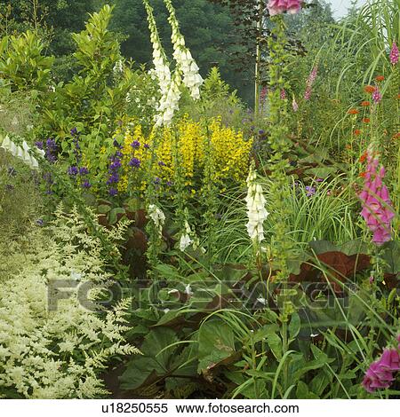 Stock Photography - Close-up of digitalis and aruncus in summer garden border. Fotosearch