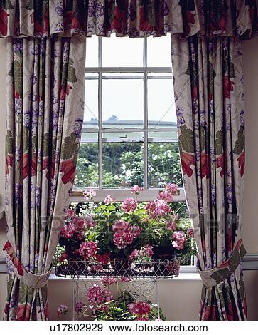 Close-up of floral curtains on sash window with pink geraniums in pots on window View Large Photo Image Stock Photo - Close-up of floral curtains on sash window with pink geraniums in pots on window. Fotosearch