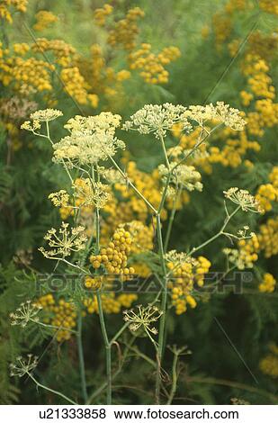 Stock Photo - Close up of foeniculum "Vulgare" and helichrysum . Fotosearch