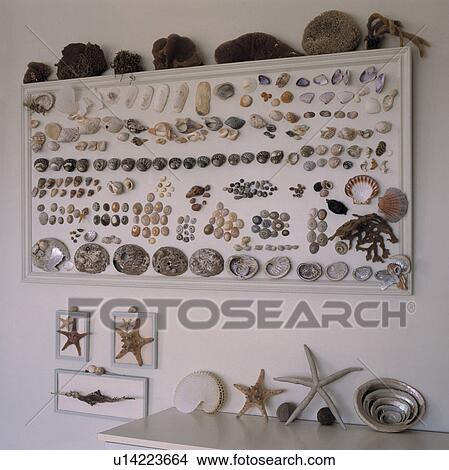 Picture - Close-up of framed shell collage. Fotosearch