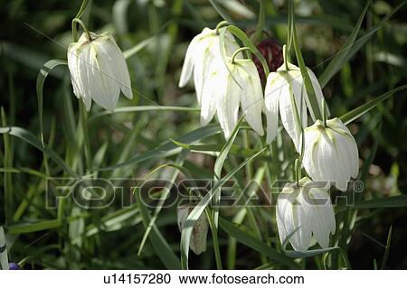 Close-up of Fritllaria Meleagris 'Alba' View Large Photo Image Stock Image - Close-up of Fritllaria Meleagris 'Alba'. Fotosearch