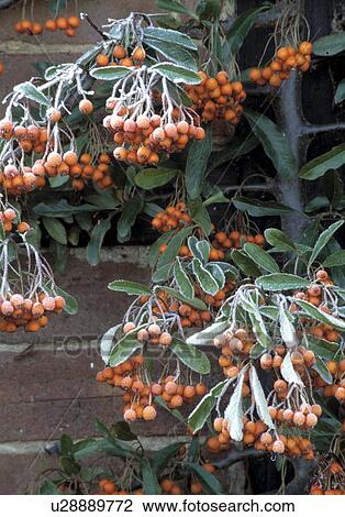 Close-up of frost on firethorn/pyracanthus berries. View Large Photo Image Stock Image - Close-up of frost on firethorn/pyracanthus berries.. Fotosearch