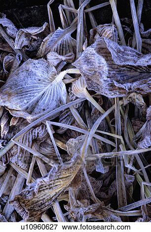 Stock Photo - Close-up of frosted hosta leaves. Fotosearch